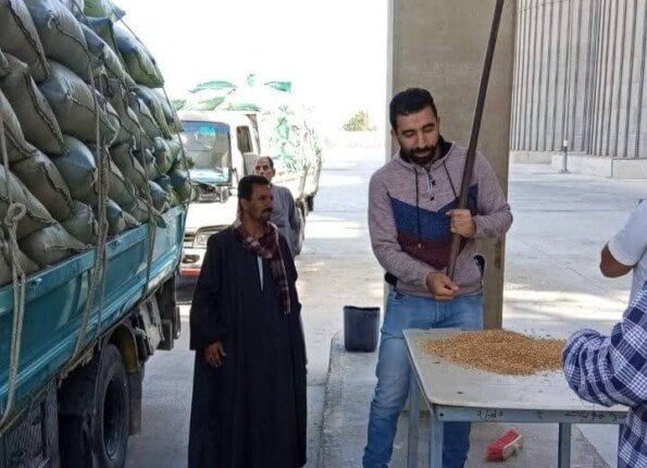 حصاد وفير في المنيا: صوامع المحافظة تستقبل 44 ألف طن قمح حتى الآن حصاد وفير في المنيا: صوامع المحافظة تستقبل 44 ألف طن قمح حتى الآن
