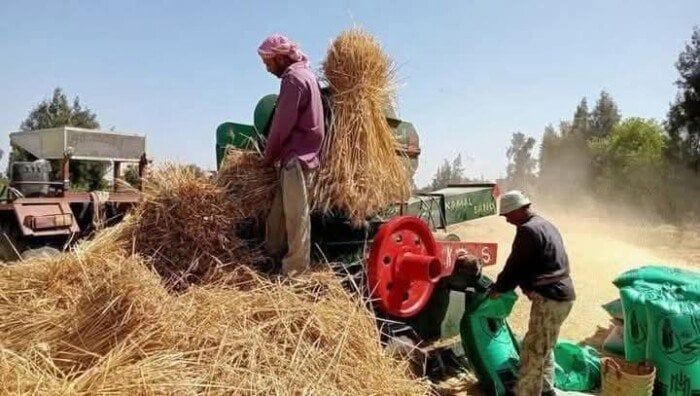 توريد 19 ألف طن قمح منذ بدء موسم الحصاد في المنوفية توريد 19 ألف طن قمح منذ بدء موسم الحصاد في المنوفية