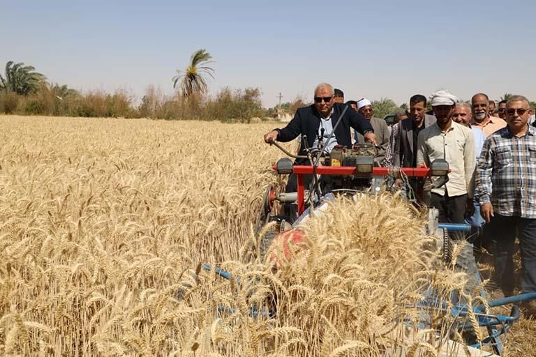في.. موسم موسم الحصاد في الوادي الجديد | مصراوى