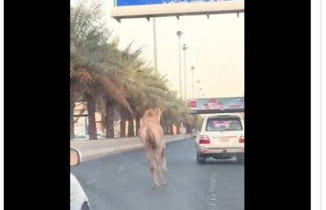 «تسبب في زحمة مرورية».. جمل هارب يتجول بين السيارات في السعودية |فيديو «تسبب في زحمة مرورية».. جمل هارب يتجول بين السيارات في السعودية |فيديو