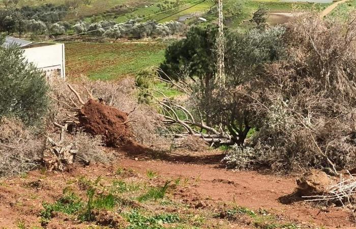 جريمة في الجنوب.. والمنفذ "إسرائيليون" (صورة) - خليج نيوز