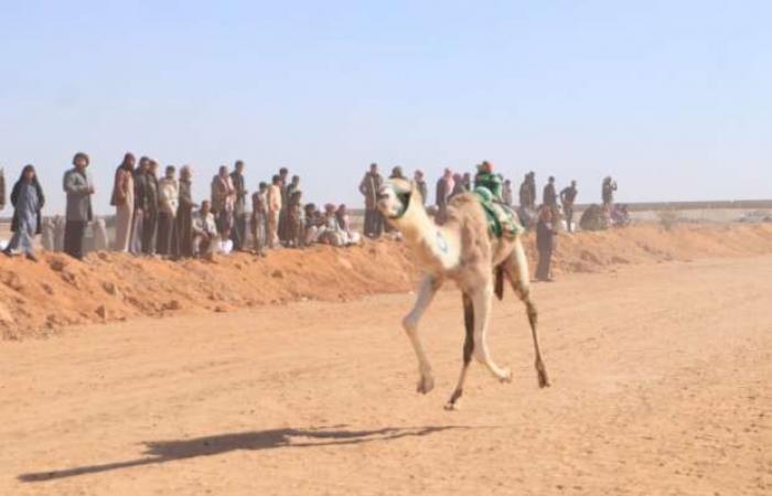 انطلاق الأشواط النهائية لمهرجان الهجن في الإسماعيلية - خليج نيوز