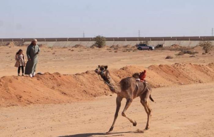 انطلاق الأشواط النهائية لمهرجان الهجن في الإسماعيلية - خليج نيوز