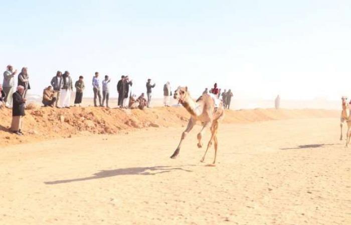 انطلاق الأشواط النهائية لمهرجان الهجن في الإسماعيلية - خليج نيوز