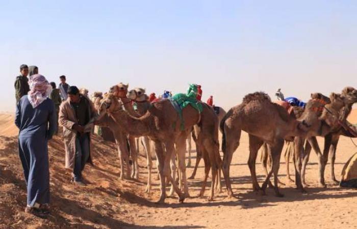 انطلاق الأشواط النهائية لمهرجان الهجن في الإسماعيلية - خليج نيوز