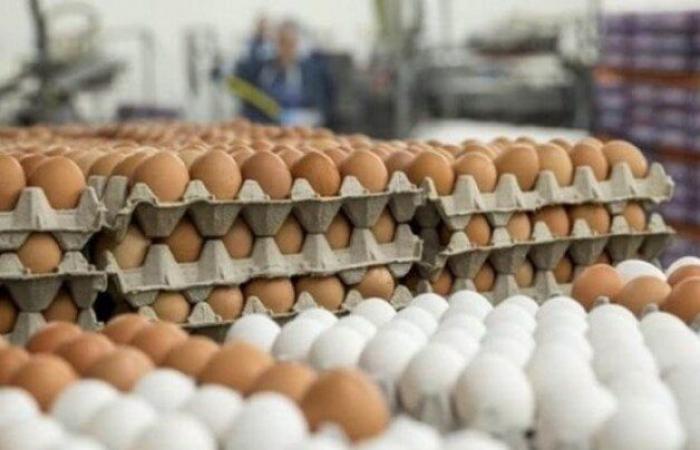 سعر كرتونة البيض اليوم السبت.. البلدي بـ 155 جنيهًا - خليج نيوز