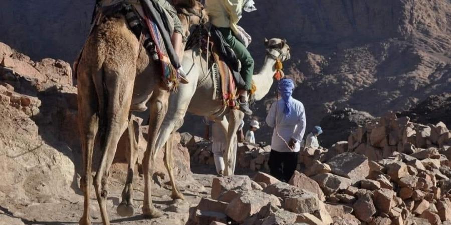 أخبار جنوب سيناء| رفع أجر الدليل البدوي بسانت كاترين.. وحبس تاجر مخدرات أبلغت عنه زوجته بشرم الشيخ - خليج نيوز