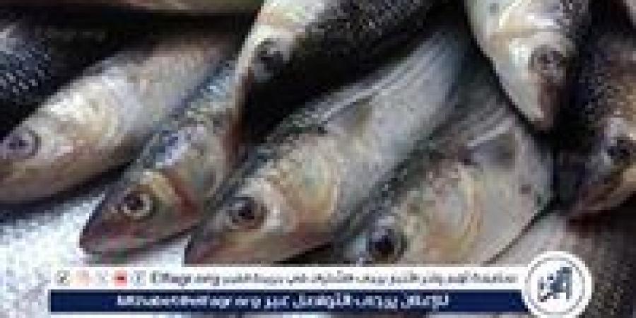 أسعار السمك البلطي والبوري اليوم السبت 25-1-2024 في محافظة قنا