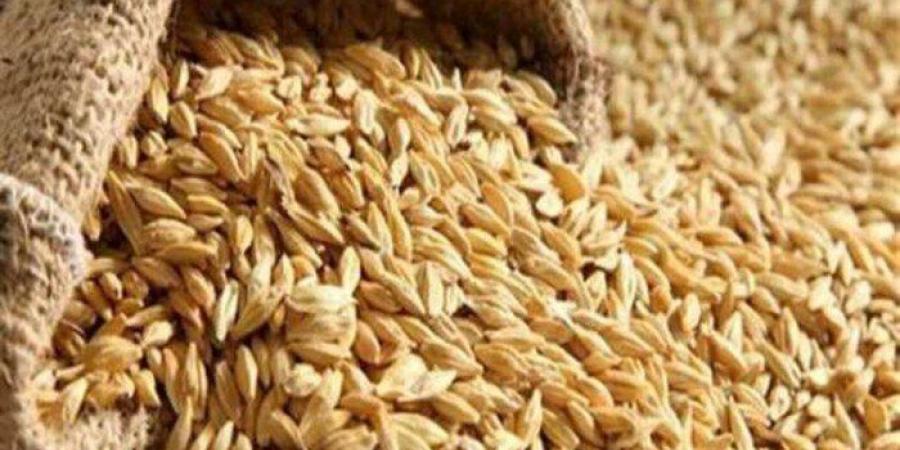 سعر طن الأرز الشعير اليوم الأحد 26-1-2025 - خليج نيوز